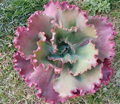 echeveria first lady