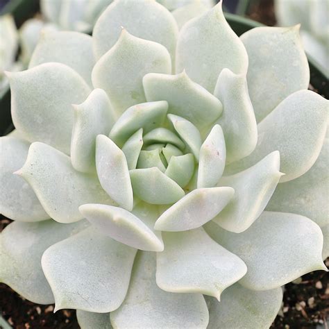 echeveria fleur blanc