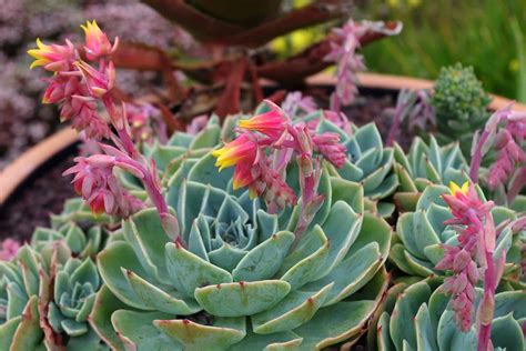 echeveria flower