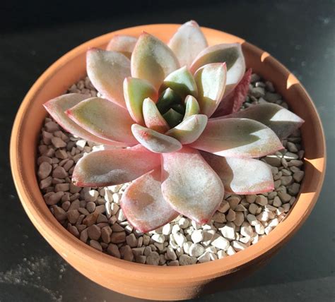 echeveria german champagne