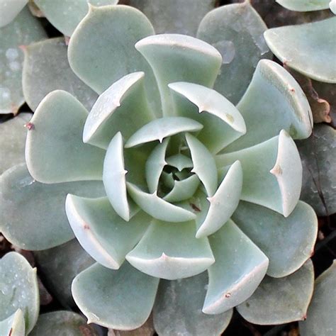 echeveria holy gate