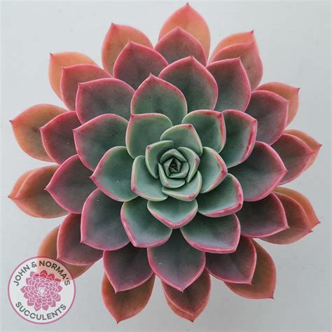 echeveria little fairy