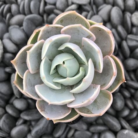 echeveria lotus