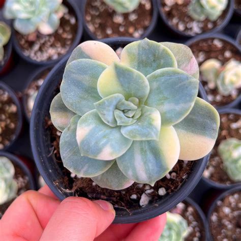 echeveria lovely rose