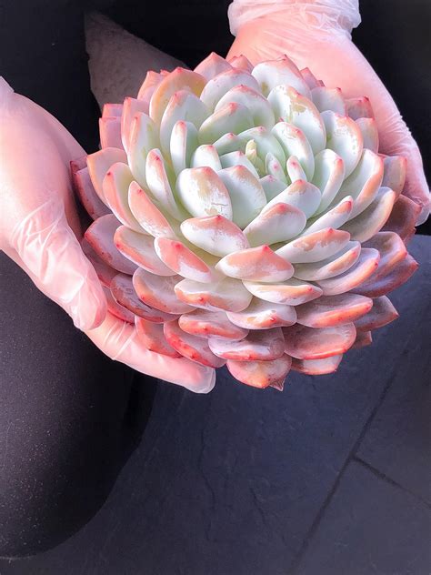 echeveria orange monroe