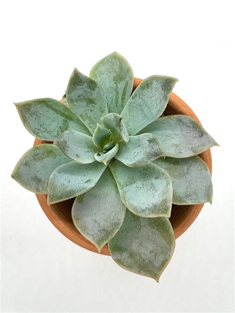 echeveria pink edge