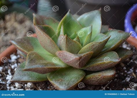 echeveria purpusorum flower