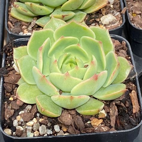 echeveria ramillette
