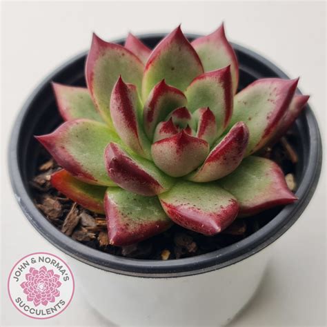 echeveria romeo