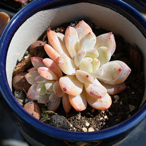 echeveria snow angel
