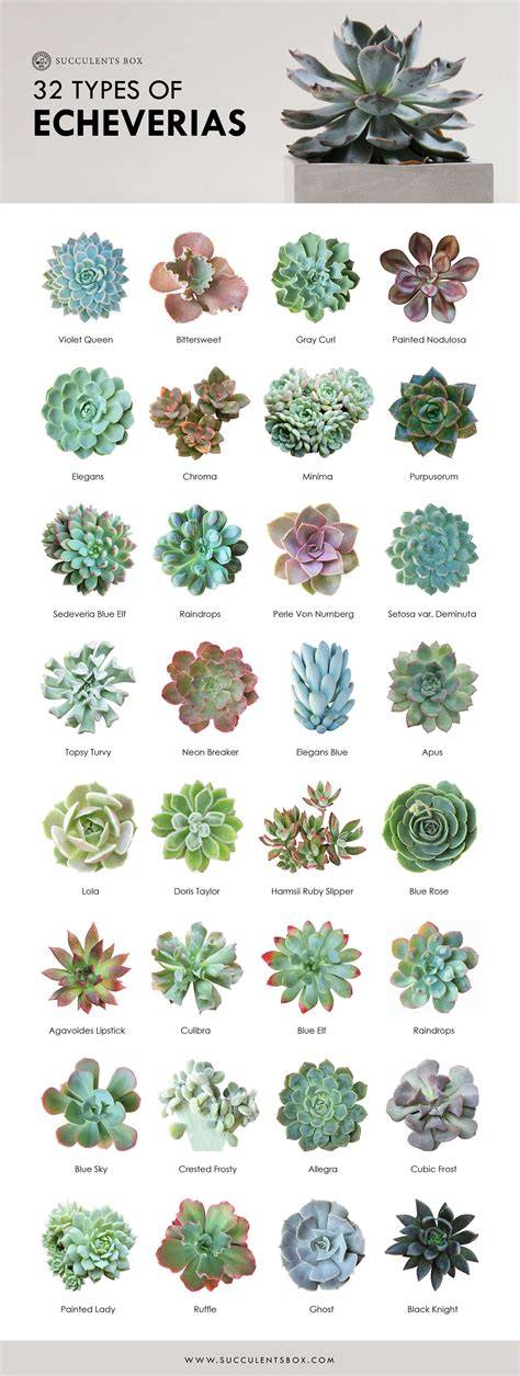 echeveria types succulent
