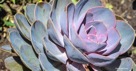 echeveria watering