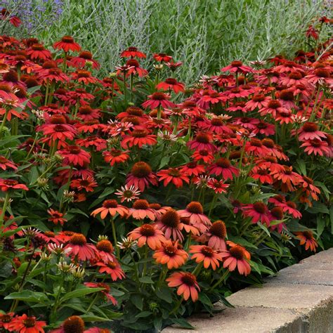 echinacea artisan red ombre