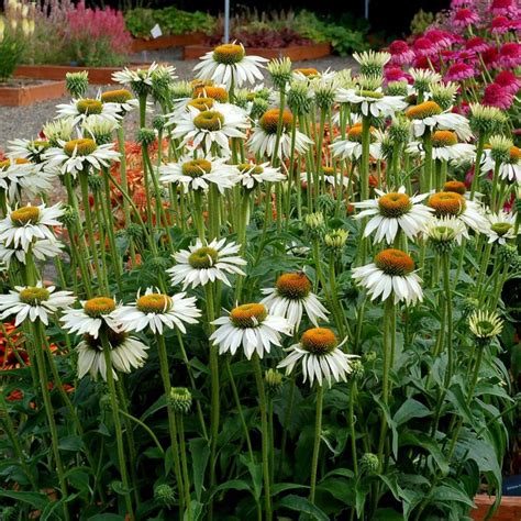 echinacea fragrant angel