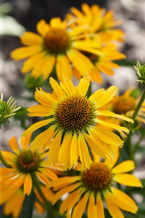 echinacea golden skipper