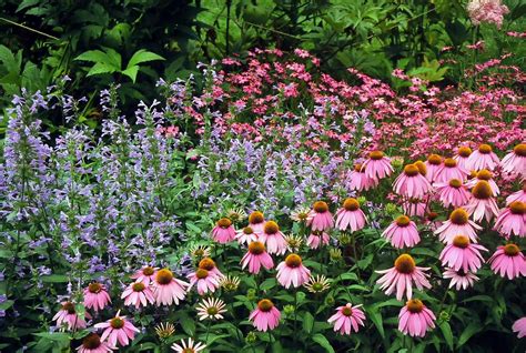 echinacea purpurea companion plants