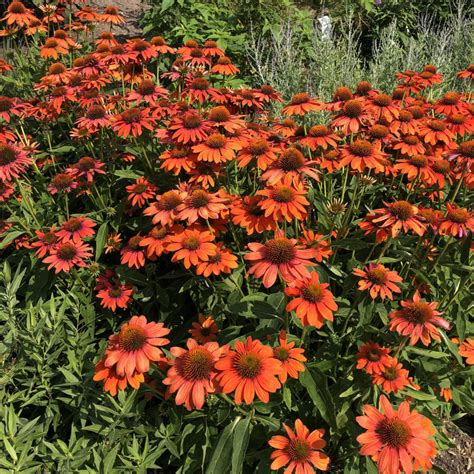 echinacea purpurea sombrero adobe orange