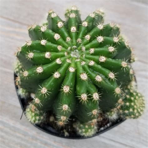 echinobivia rainbow bursts