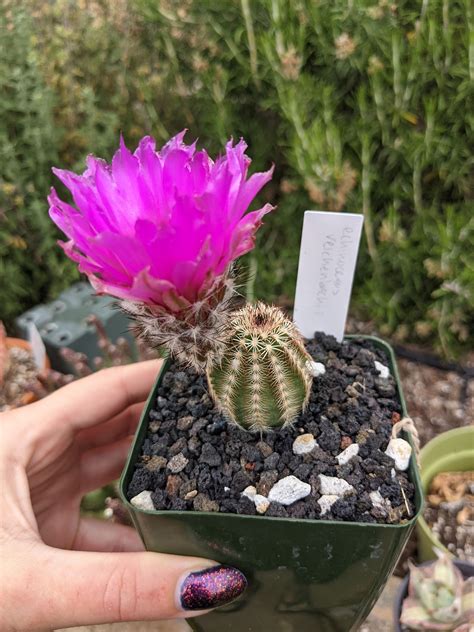 echinocereus