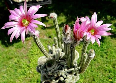 echinocereus poselgeri