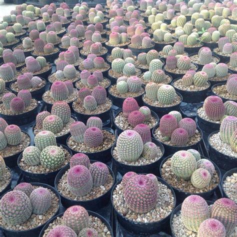 echinocereus rigidissimus rubrispinus