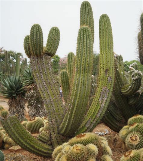 echinopsis atacamensis