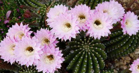 echinopsis cactus