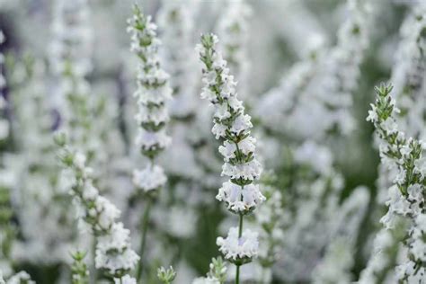 edelweiss lavender