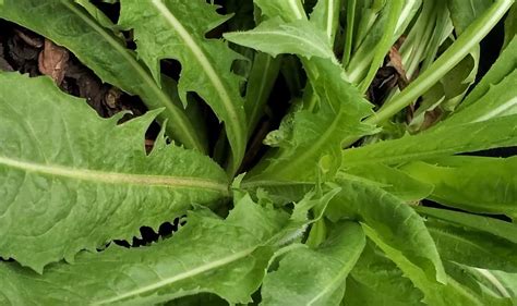 edible chicory herbs
