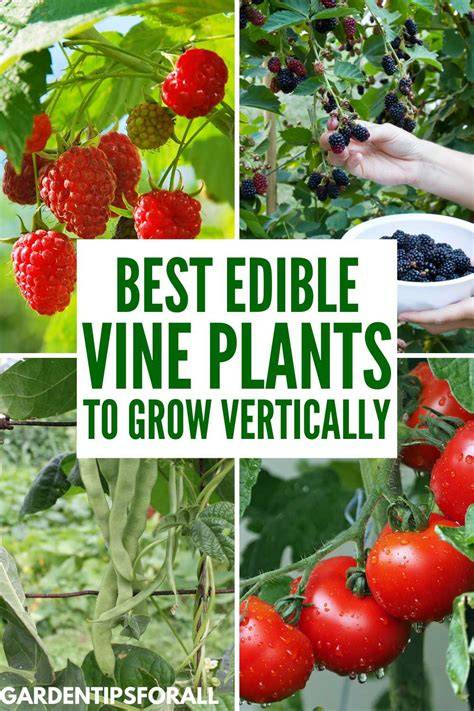 edible climbing plants