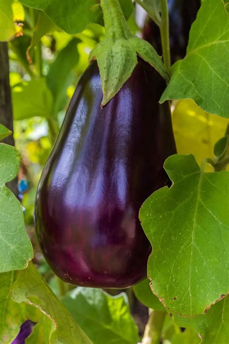 eggplant companion