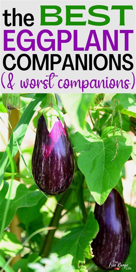 eggplant companion flowers
