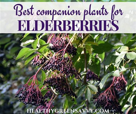 elderberry companion plants