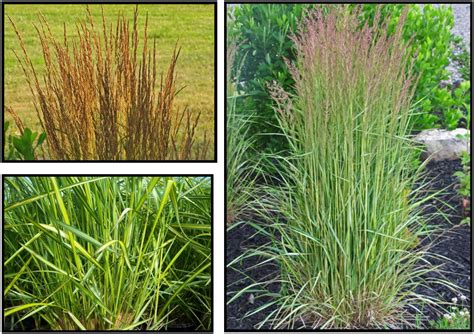 eldorado feather reed grass