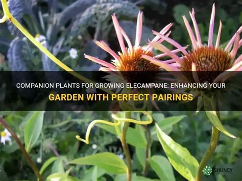 Exploring the World of Elecampane Companion Plants