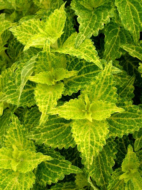 electric lime coleus