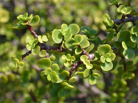 elephant bush