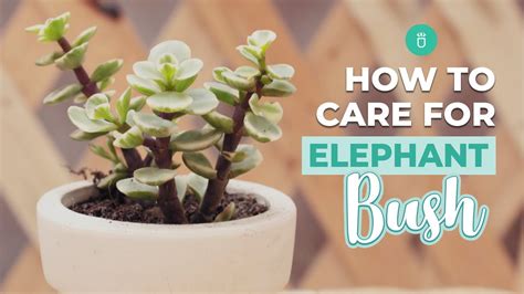 elephant bush care