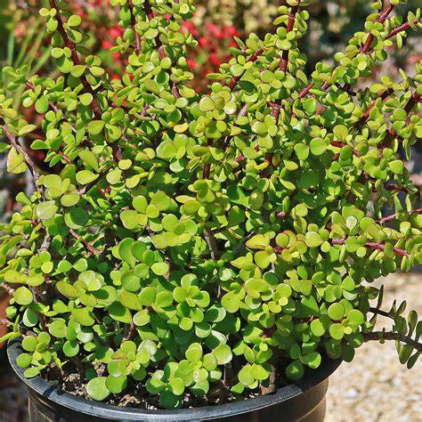 elephant bush succulent