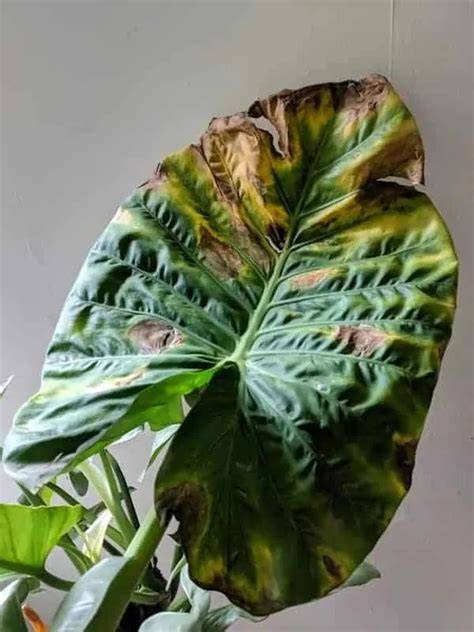 elephant ear brown edges