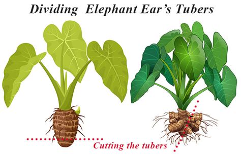 elephant ear propagation