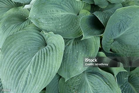 elephant hosta