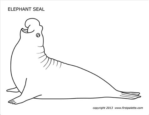 elephant seal coloring page