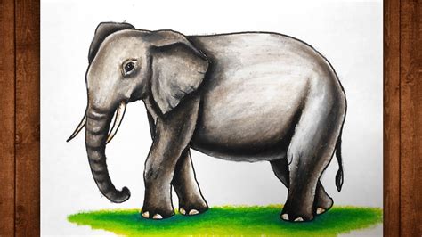 elephant sketch colour
