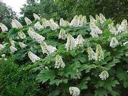 ellen huff oakleaf hydrangea