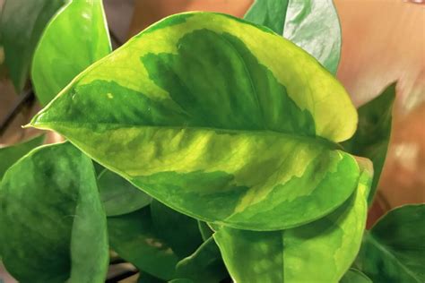 emerald green pothos