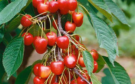 emperor francis cherry tree