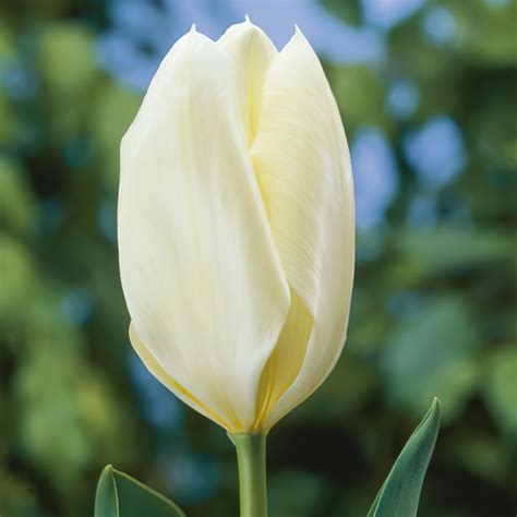 emperor tulips