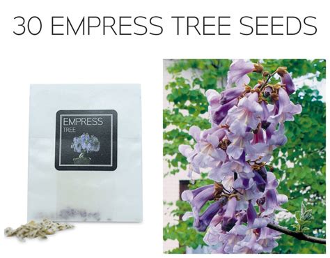 empress tree seeds