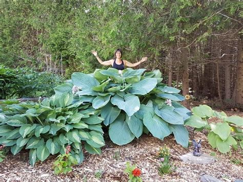 empress wu hosta
